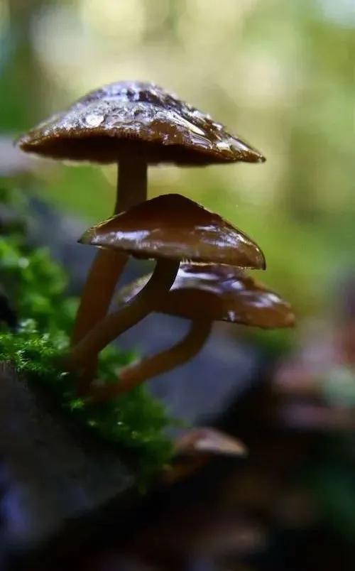 國家蘑菇地理：中國哪里的蘑菇最好吃？