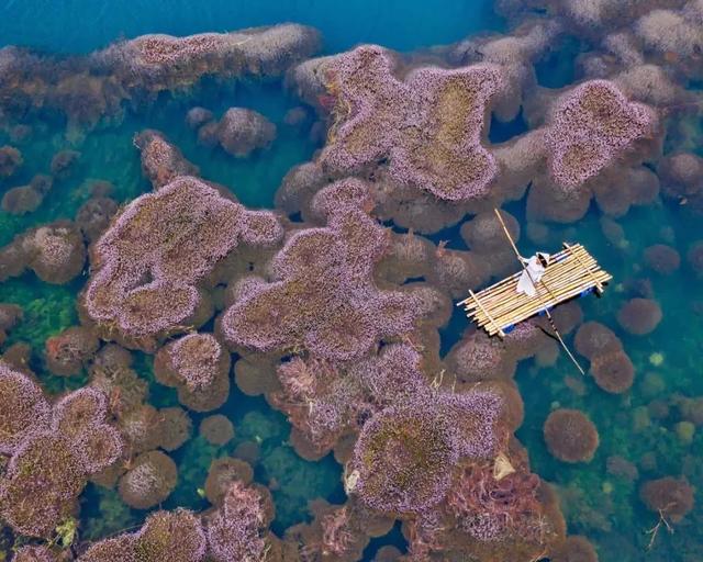 國家蘑菇地理：中國哪里的蘑菇最好吃？