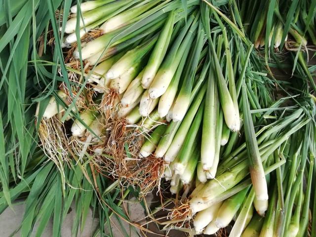 國家蘑菇地理：中國哪里的蘑菇最好吃？