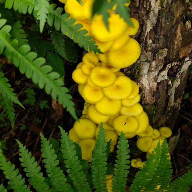 國家蘑菇地理：中國哪里的蘑菇最好吃？