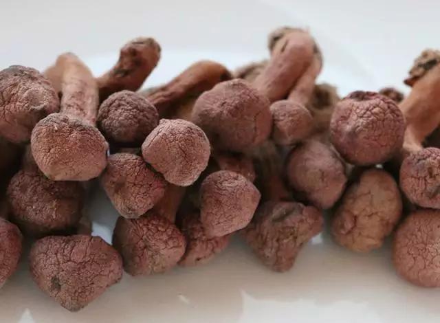 國家蘑菇地理：中國哪里的蘑菇最好吃？