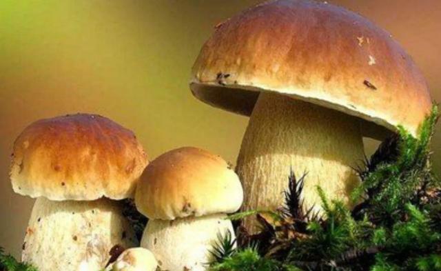 國家蘑菇地理：中國哪里的蘑菇最好吃？