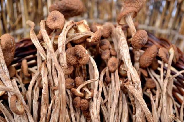 國家蘑菇地理：中國哪里的蘑菇最好吃？