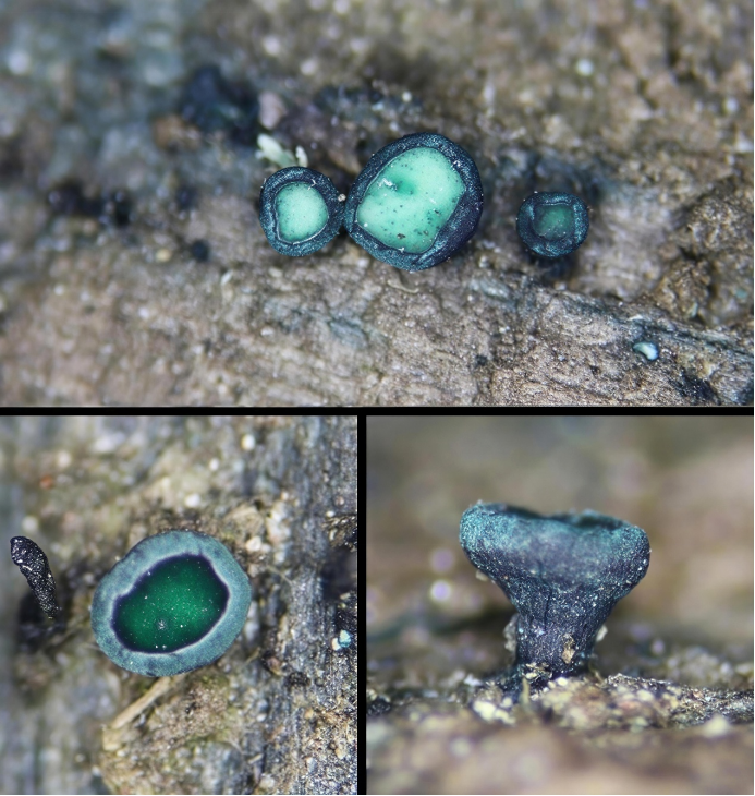 圖片關(guān)鍵詞