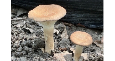 行業(yè)動態(tài)